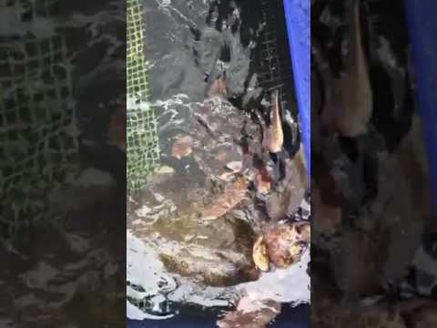 会計学科 水族館 木村勝則滋賀県高島市！