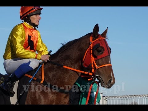 Gon. V (N. Pawimenta) - 17.11.2018 - Harlem (Nowogródek - Harmonia)