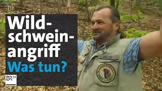 Wildschwein greift an – was tun? | BR24