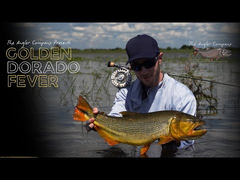 Golden Dorado Fly fishing in Argentina - The Angler Company