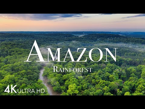 Amazon in The World s Largest Tropical Rainforest