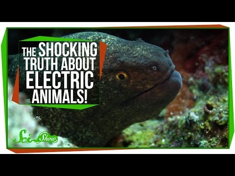 電気動物の衝撃的な真実! (The Shocking Truth About Electric Animals!)