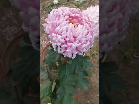 Chrysanthemum#Guldawdi#catagory incurved# variety #PinkCloud#Nbriflowershow#Achalgreenempire