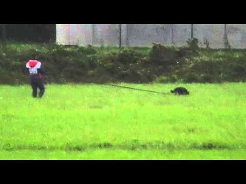 WUSV 2014 - EXTREME OREX AYKMAR - A - 93 POINTS !!!