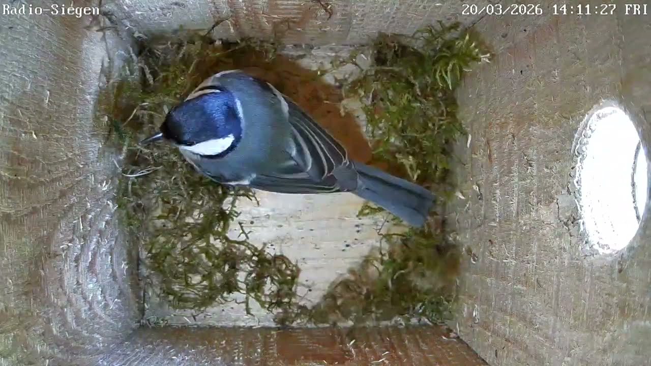 Kohlmeisen starten Nestbau bei Radio Siegen | 20.03.2026