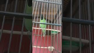 Download lagu Cucak ijo macet Bunyi putar saja video ini Dijamin Langsung nyaut mp3 Download lagu Cucak ijo macet Bunyi putar saja video ini Dijamin Langsung nyaut mp3