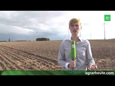 Vegetationsreport: Bodenbearbeitung zu Raps