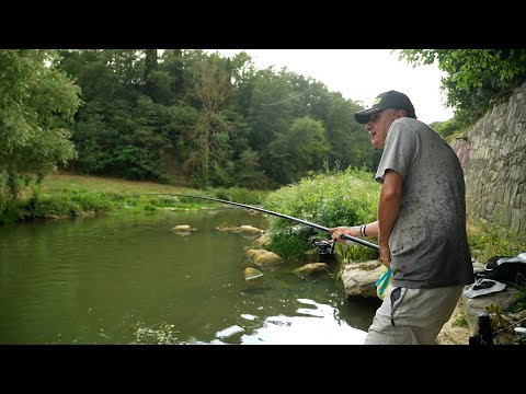 Bolognese in Greve (Tubertini)