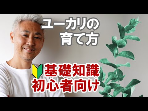 ユーカリガム必須 植物