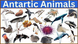 Discover the adorable animals of Antarctica