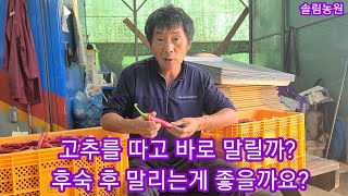 고추를 따고 바로 말릴까요? 아니면 후숙후 말릴까요? 고추건조방법 고추말리는법