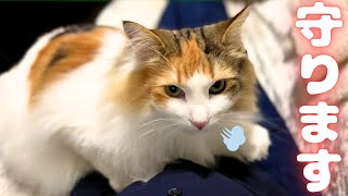 妊娠6～7ヵ月のお腹に寄り添ってくれる保護猫＆北欧猫が可愛すぎる…【シャム猫/シャムミックス＆ノルウェージャンフォレストキャット】#cat #japanesecat