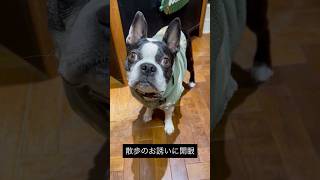 お散歩のお誘いで開眼する犬 #ボストンテリア