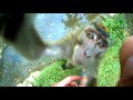Monkey Steals GoPro Uncut