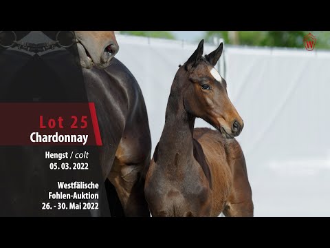 Fohlen-Auktion 26. - 30. Mai Lot 25 Chardonnay Hengst v. Champagner - San Amour l
