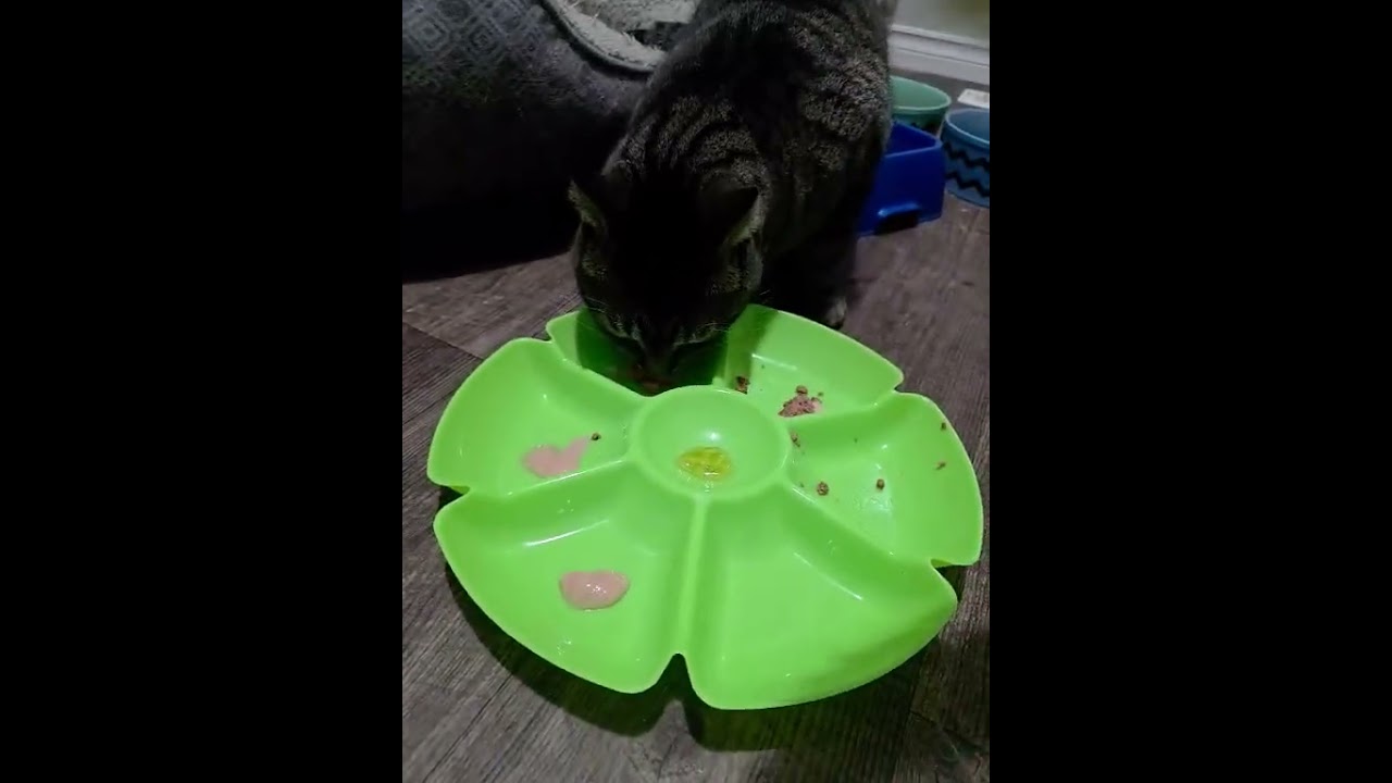Tyson, a ADOPTABLE Domestic Short Hair in Spencerville, ON video 3/6