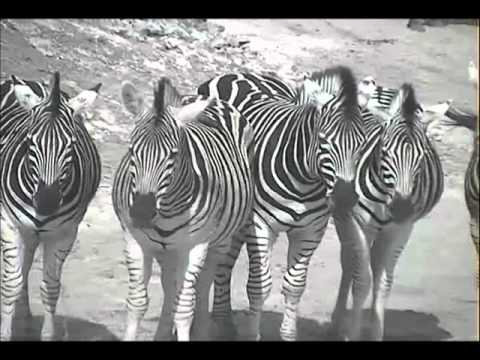 Zebras at Djuma 7-30-12