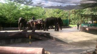 preview picture of video 'Kuala Gandah Elephant Sanctuary - Introduction & The elephants show'