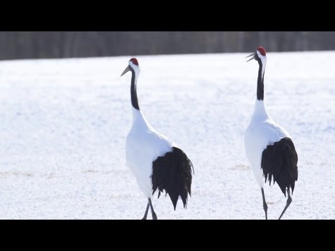 , title : 'La grulla japonesa coronada de rojo Los humedales de Kushiro'