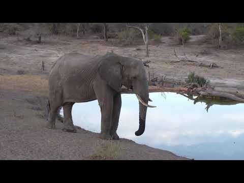 Djuma: Elephant bull comes for a drink - 17:38- 10/25/18