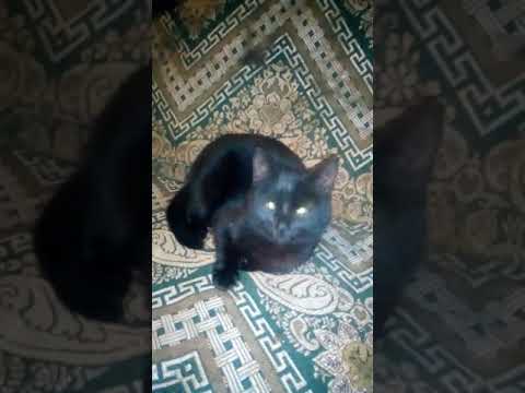 Зеленоглазый чёрный кот