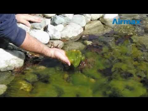 CrystalClear® - AlgaeOff®