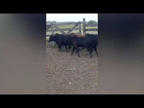 Terneros/as en Colonias Unidas, Chaco