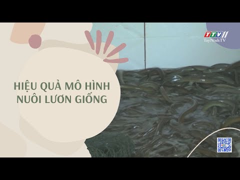 Hiệu quả mô hình nuôi lươn giống | NÔNG NGHIỆP TÂY NINH | TayNinhTV