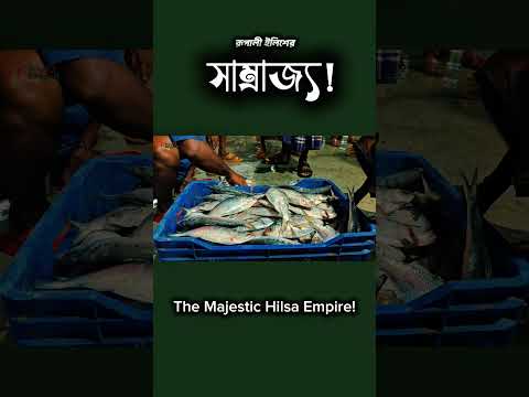 রূপালী ইলিশের সাম্রাজ্য! | The Majestic Hilsa Empire!