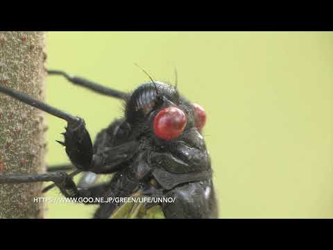 マレーの美しいセミ