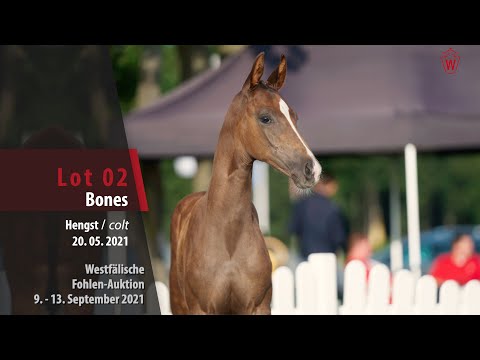 Fohlen-Auktion Lot 02 Bones Hengst v. Bonds - Fürst Romancier