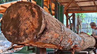 The grueling sawing of giant redwood logs in irregular shapes at the sawmill