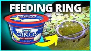Turn a Yogurt Cup Into a Fish Feeding Ring | Easy DIY!