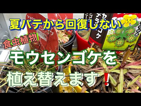モウセンゴケの家族 植物
