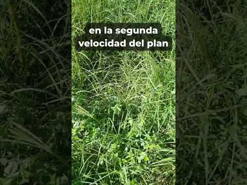 CÓMO MEJORAR TUS PASTURAS