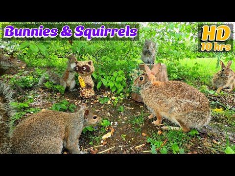 Entertain Your Pets🐶😺📺[No Ad Interruptions] 10 Hour - Cat & Dog TV | Bunnies & Squirrels 🦝🥜