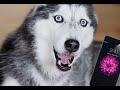Mishka Asks For Treats On Apple IPhone