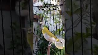 Download lagu pleci buxtoni mewah gacor nembak bren ciblek panjang#shorts mp3