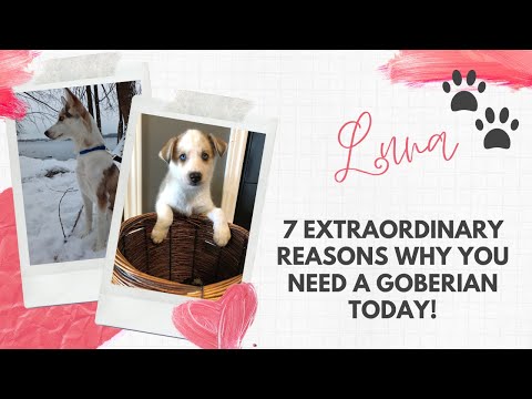 7 Extraordinary Reasons Why You Need A Goberian Today!