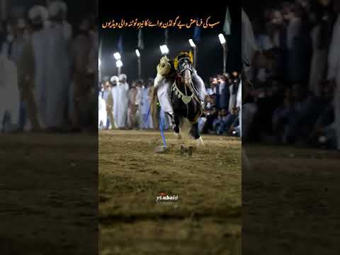 Niza Bazi Padshahah Chakwal #viral #horse #goldenboy