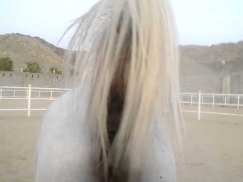 jeneen alaadeyat(alrayyan x np kintera