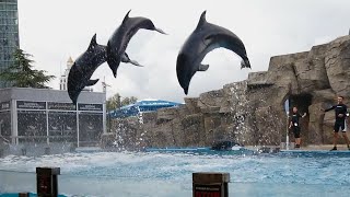 Cute and Clever Dolphins - Trained Dolphin's Show