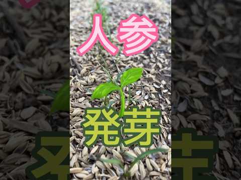 ニンジンの種まき：豊かな収穫を得るには、いつ、どのように行うべきですか？  庭園