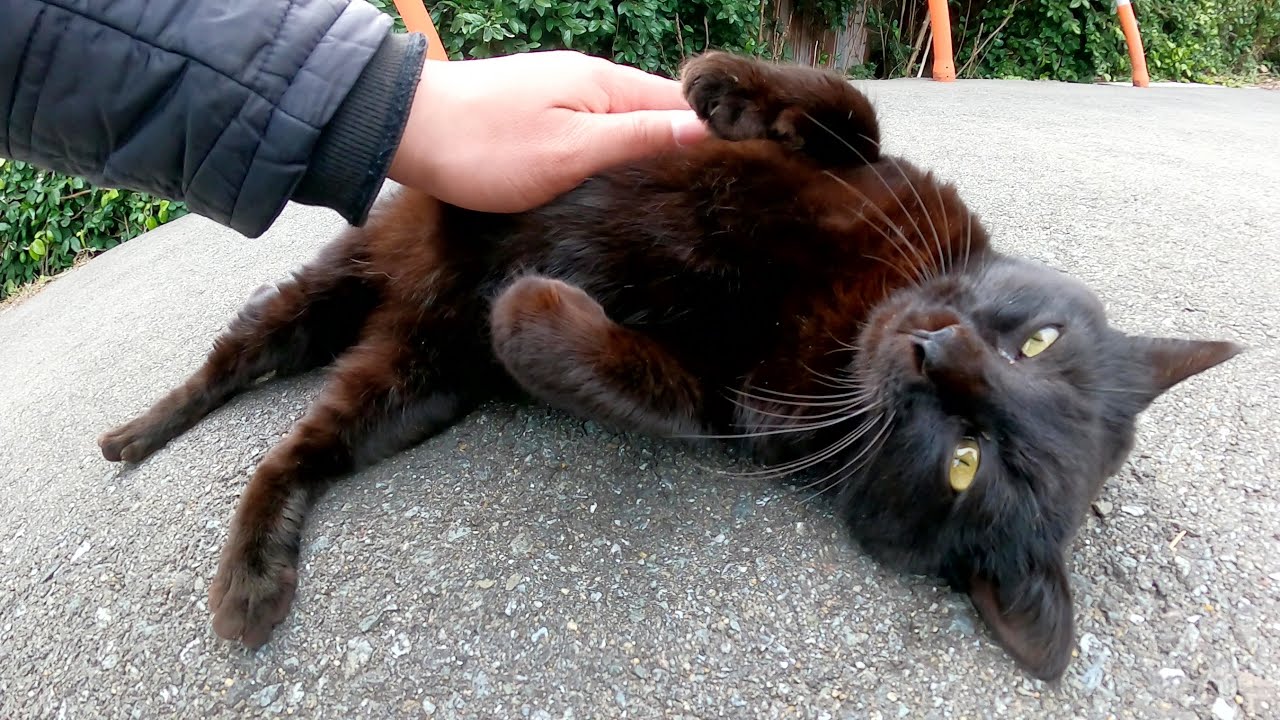 Download 黒猫の妊婦さんがヘソ天ポーズにな