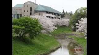 【睦沢町・散歩 】〔 睦沢町総合運動公園の桜〕※ 2026 年 04 月 05 日（日）