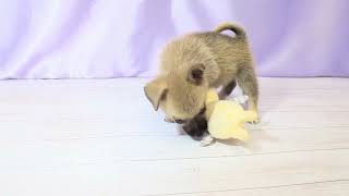 ハーフ犬の動画01