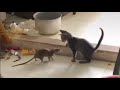 Cat Vs Mouse Rat Funniest Moments Tom And Jerry Real Life