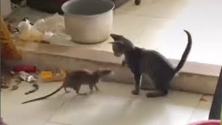 Cat vs Mouse &amp; Rat. Funniest moments. Tom and Jerry real life.