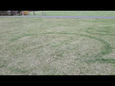 Big Grass Rings In My Yard