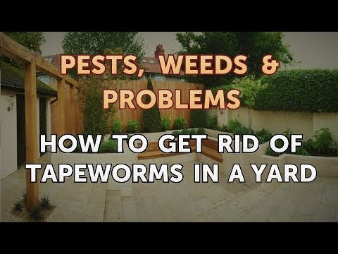 How to Get Rid of Tapeworms in a Yard
